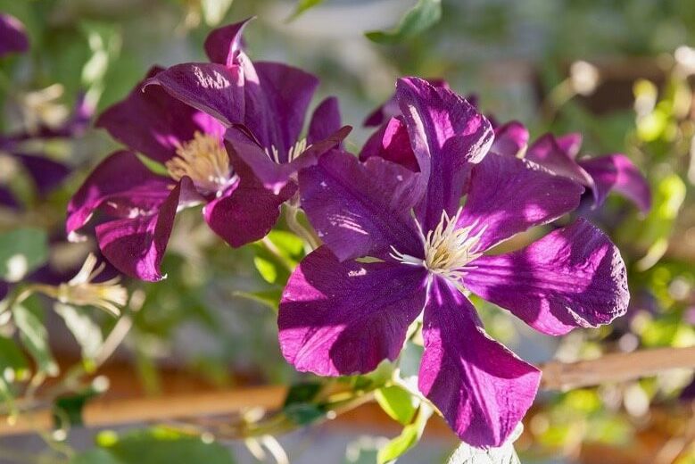Clematis 'Warszawska Nike', Early Large-Flowered Clematis 'Warszawska Nike', Clematis 'Warsaw Nike', group 2 clematis, purple clematis, Clematis Vine, Clematis Plant, Flower Vines, Clematis Flower, Clematis Pruning