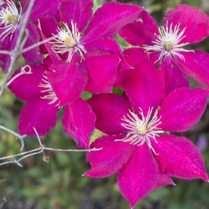 Clematis Alita, Alita Clematis, Clematis Viticella Alita, Clematis 'Evipo070', group 3 clematis, Pink clematis, Red clematis, Viticella clematis