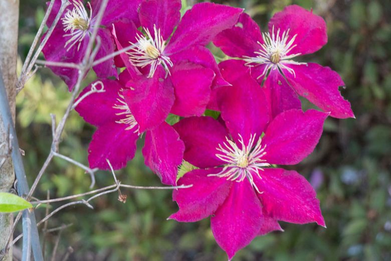 Clematis Alita, Alita Clematis, Clematis Viticella Alita, Clematis 'Evipo070', group 3 clematis, Pink clematis, Red clematis, Viticella clematis