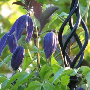 Clematis alpina Pamela Jackman, Clematis 'Pamela Jackman', Clematis alpina, Atragene Clematis, group 1 clematis, Small-flowered Clematis, purple clematis, Clematis Vine, Clematis Plant, Flower Vines, Clematis Flower, Clematis Pruning