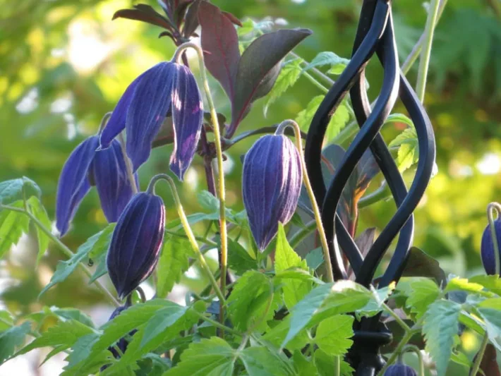 Clematis alpina Pamela Jackman, Clematis 'Pamela Jackman', Clematis alpina, Atragene Clematis, group 1 clematis, Small-flowered Clematis, purple clematis, Clematis Vine, Clematis Plant, Flower Vines, Clematis Flower, Clematis Pruning