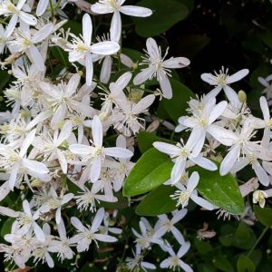 Clematis armandii, Armand Clematis, Clematis armandi var. biondiana, White Clematis, Evergreen Clematis, group 1 clematis, fragrant clematis, scented clematis, White clematis, disease resistant clematis