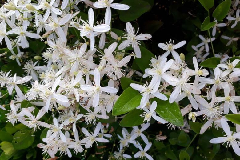 Clematis armandii, Armand Clematis, Clematis armandi var. biondiana, White Clematis, Evergreen Clematis, group 1 clematis, fragrant clematis, scented clematis, White clematis, disease resistant clematis