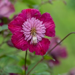 Clematis Avant-Garde, Avant-Garde Clematis, Clematis Viticella Avant-Garde, Clematis 'Evipo033', group 3 clematis, Pink clematis, lavender clematis, Viticella clematis