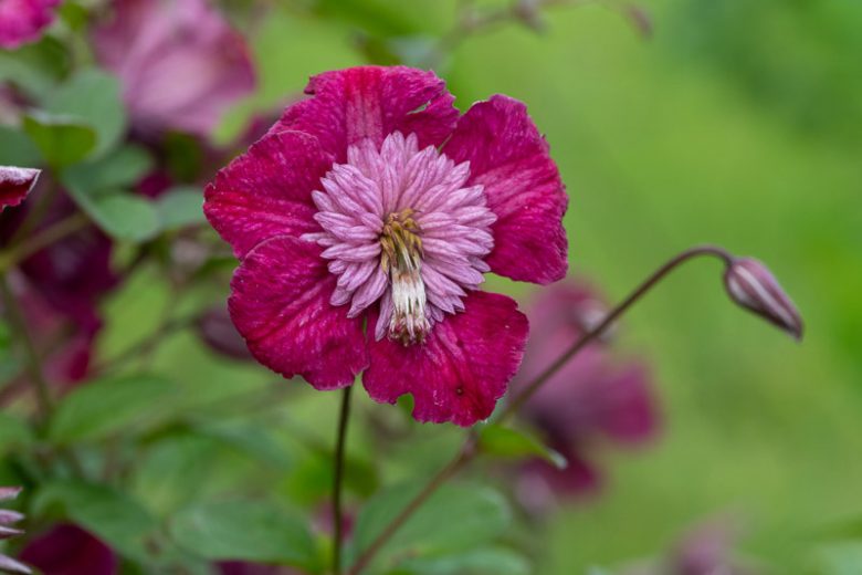 Clematis Avant-Garde, Avant-Garde Clematis, Clematis Viticella Avant-Garde, Clematis 'Evipo033', group 3 clematis, Pink clematis, lavender clematis, Viticella clematis