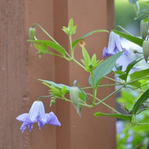 Clematis 'Betty Corning', Clematis Viticella 'Betty Corning', group 3 clematis, purple clematis, Blue clematis, lavender clematis, Viticella clematis
