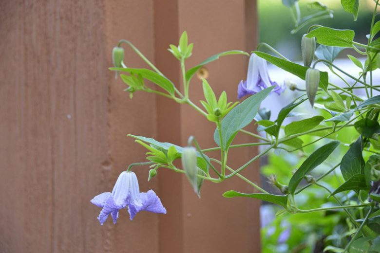 Clematis 'Betty Corning', Clematis Viticella 'Betty Corning', group 3 clematis, purple clematis, Blue clematis, lavender clematis, Viticella clematis