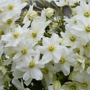 Clematis x cartmanii 'Avalanche', Avalanche Clematis, Clematis 'Avalanche', Clematis Avalanche, Clematis × cartmanii 'Blaaval', Clematis 'Blaaval', White Clematis, Evergreen Clematis,