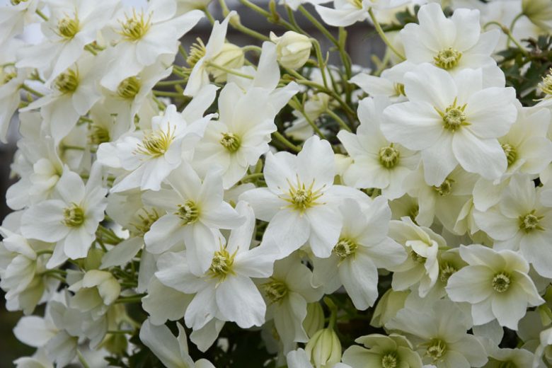 Clematis x cartmanii 'Avalanche', Avalanche Clematis, Clematis 'Avalanche', Clematis Avalanche, Clematis × cartmanii 'Blaaval', Clematis 'Blaaval', White Clematis, Evergreen Clematis,