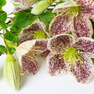 Clematis cirrhosa var. purpurascens 'Freckles', Clematis cirrhosa 'Freckles', Evergreen Clematis, Winter Clematis, group 1 clematis, fragrant clematis, scented clematis, White clematis, disease resistant clematis