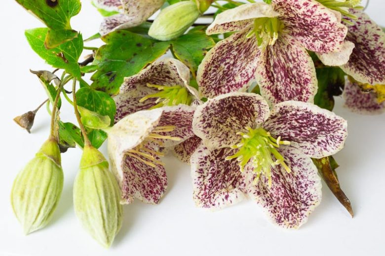 Clematis cirrhosa var. purpurascens 'Freckles', Clematis cirrhosa 'Freckles', Evergreen Clematis, Winter Clematis, group 1 clematis, fragrant clematis, scented clematis, White clematis, disease resistant clematis