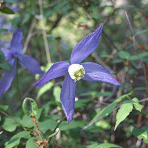 Clematis columbiana, Rock Clematis, group 1 clematis, Small-flowered Clematis, purple clematis, Clematis Vine, Clematis Plant, Flower Vines, Clematis Flower, Clematis Pruning