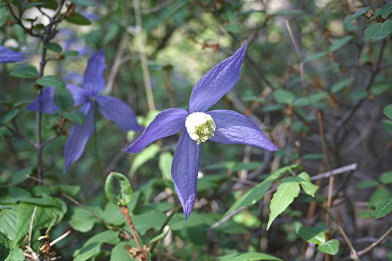 Clematis columbiana, Rock Clematis, group 1 clematis, Small-flowered Clematis, purple clematis, Clematis Vine, Clematis Plant, Flower Vines, Clematis Flower, Clematis Pruning