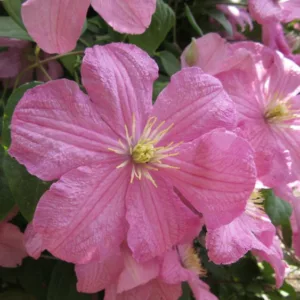 Clematis 'Comtesse de Bouchaud', Large-Flowered Clematis, group 3 clematis, pink clematis, Clematis Vine, Clematis Plant, Flower Vines, Clematis Flower, Clematis Pruning