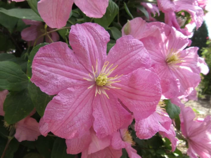 Clematis 'Comtesse de Bouchaud', Large-Flowered Clematis, group 3 clematis, pink clematis, Clematis Vine, Clematis Plant, Flower Vines, Clematis Flower, Clematis Pruning