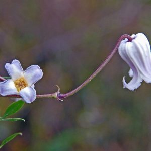 Clematis crispa, Swamp Leatherflower, Curly Clematis, Blue-jasmine, Curlflower, Curly Virgin's Bower, Marsh Clematis, Pitcher's Clematis, group 3 clematis