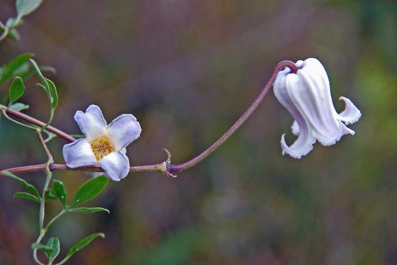 Clematis crispa, Swamp Leatherflower, Curly Clematis, Blue-jasmine, Curlflower, Curly Virgin's Bower, Marsh Clematis, Pitcher's Clematis, group 3 clematis