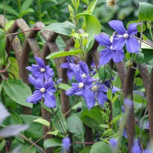 Clematis × durandii, Durand's Clematis, Small-Flowered Clematis , group 3 clematis, purple clematis, blue clematis, Clematis Vine, Clematis Plant, Flower Vines