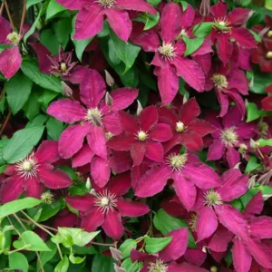 Clematis 'Ernest Markham', Large-Flowered Clematis 'Ernest Markham', group 3 clematis, red clematis, Clematis Vine, Clematis Plant, Flower Vines, Clematis Flower, Clematis Pruning