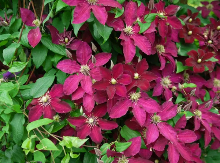 Clematis 'Ernest Markham', Large-Flowered Clematis 'Ernest Markham', group 3 clematis, red clematis, Clematis Vine, Clematis Plant, Flower Vines, Clematis Flower, Clematis Pruning