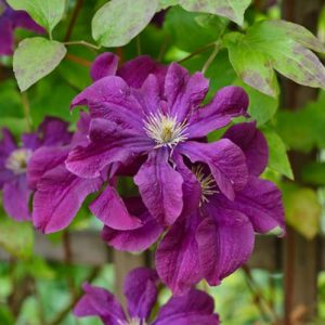 Clematis 'Etoile Violette', Clematis Viticella 'Etoile Violette', Clematis 'etoile Violette' , Clematis 'Violet Star', Clematis 'Fantasy', Clematis 'Etoile de Violette', group 3 clematis, purple clematis, Clematis Vine, Clematis Plant, Flower Vines