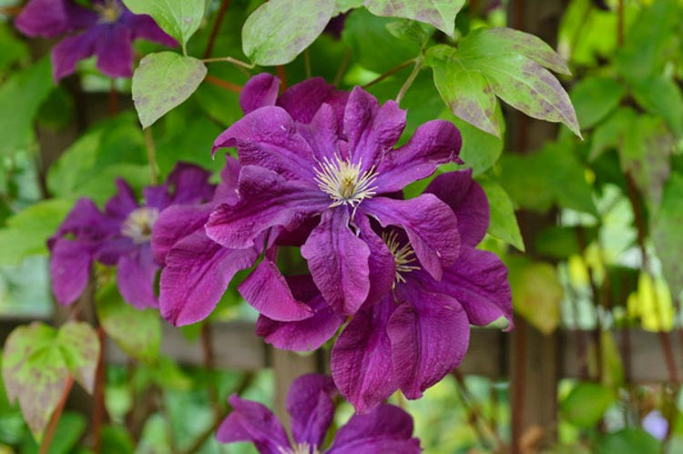 Clematis 'Etoile Violette', Clematis Viticella 'Etoile Violette', Clematis 'etoile Violette' , Clematis 'Violet Star', Clematis 'Fantasy', Clematis 'Etoile de Violette', group 3 clematis, purple clematis, Clematis Vine, Clematis Plant, Flower Vines