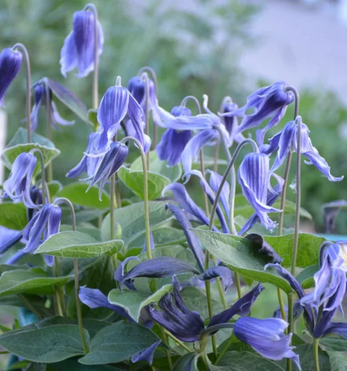 Clematis heracleifolia, Tube Clematis, Blue clematis, Clematis Vine, Clematis Plant, Flower Vines