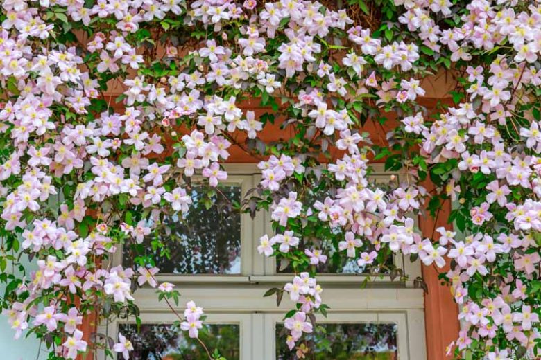 Clematis, Perennial Vine, Clematis alpina, Clematis macropetala, Clematis Montana, Clematis viticella, Clematis terniflora, Clematis texensis
