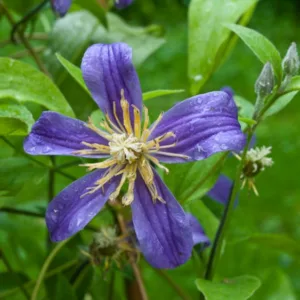 Clematis Integrifolia 'Juuli', Clematis 'Juuli' , Integrifolia Group Clematis 'Juuli' , Clematis x Diversifolia 'Juuli' , group 3 clematis, purple clematis, blue clematis, Clematis Vine, Clematis Plant, Flower Vines, Clematis Flower, Clematis Pruning