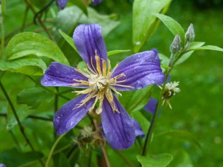 Clematis Integrifolia 'Juuli', Clematis 'Juuli' , Integrifolia Group Clematis 'Juuli' , Clematis x Diversifolia 'Juuli' , group 3 clematis, purple clematis, blue clematis, Clematis Vine, Clematis Plant, Flower Vines, Clematis Flower, Clematis Pruning