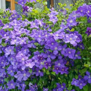 Clematis 'Jackmanii', Large-Flowered Clematis, Clematis x Jackmanii, group 3 clematis, purple clematis, Clematis Vine, Clematis Plant, Flower Vines, Clematis Flower, Clematis Pruning