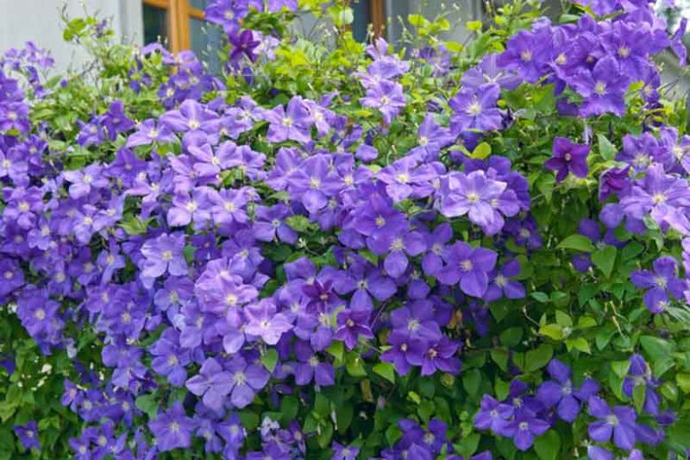 Clematis 'Jackmanii', Large-Flowered Clematis, Clematis x Jackmanii, group 3 clematis, purple clematis, Clematis Vine, Clematis Plant, Flower Vines, Clematis Flower, Clematis Pruning