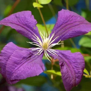 Clematis Jackmanii Superba, Large-Flowered Clematis, group 3 clematis, purple clematis, Clematis Vine, Clematis Plant, Flower Vines, Clematis Flower, Clematis Pruning