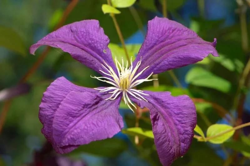 Clematis Jackmanii Superba, Large-Flowered Clematis, group 3 clematis, purple clematis, Clematis Vine, Clematis Plant, Flower Vines, Clematis Flower, Clematis Pruning