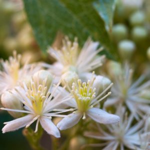 Clematis ligusticifolia, Western White Clematis, Virgin's Bower, Pepper Vine, Hierba De Chivo, White clematis, disease resistant clematis