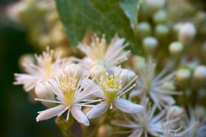Clematis ligusticifolia, Western White Clematis, Virgin's Bower, Pepper Vine, Hierba De Chivo, White clematis, disease resistant clematis