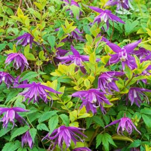 Clematis macropetala, Atragene Clematis, group 1 clematis, Small-flowered Clematis, purple clematis, Clematis Vine, Clematis Plant, Flower Vines, Clematis Flower, Clematis Pruning