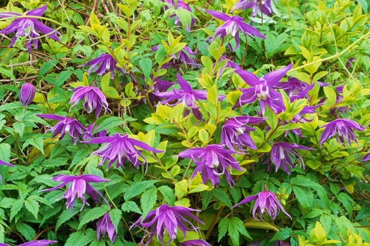 Clematis macropetala, Atragene Clematis, group 1 clematis, Small-flowered Clematis, purple clematis, Clematis Vine, Clematis Plant, Flower Vines, Clematis Flower, Clematis Pruning