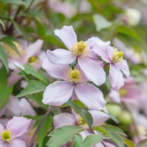 Clematis montana var. rubens 'Pink Perfection', Clematis 'Pink Perfection', group 1 clematis, fragrant clematis, scented clematis, Clematis montana Rubens, Pink clematis, disease resistant clematis