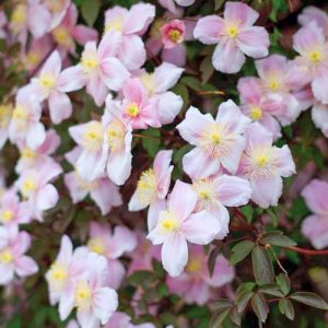 Clematis montana var. rubens 'Mayleen', Clematis 'Mayleen', Clematis montana 'Mayleen', group 1 clematis, fragrant clematis, scented clematis, Clematis montana Rubens, Pink clematis, disease resistant clematis