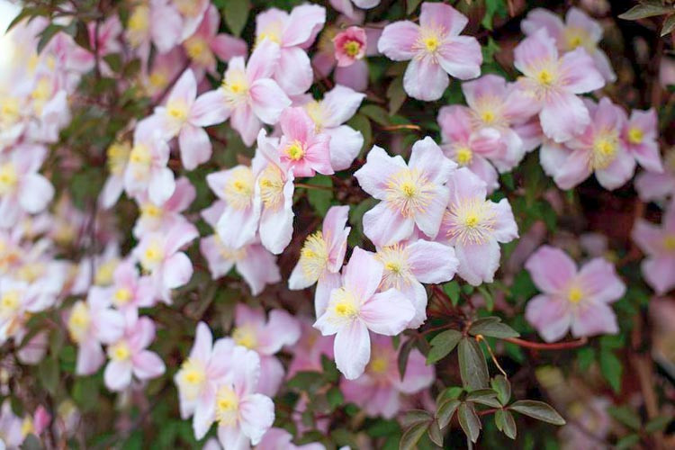 Clematis montana var. rubens 'Mayleen', Clematis 'Mayleen', Clematis montana 'Mayleen', group 1 clematis, fragrant clematis, scented clematis, Clematis montana Rubens, Pink clematis, disease resistant clematis