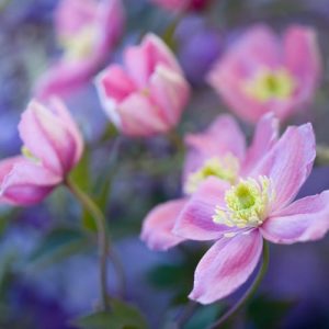 Clematis montana 'Rubens', Montana Clematis, Pink Clematis, group 1 clematis, fragrant clematis, scented clematis, Clematis montana var Rubens, disease resistant clematis