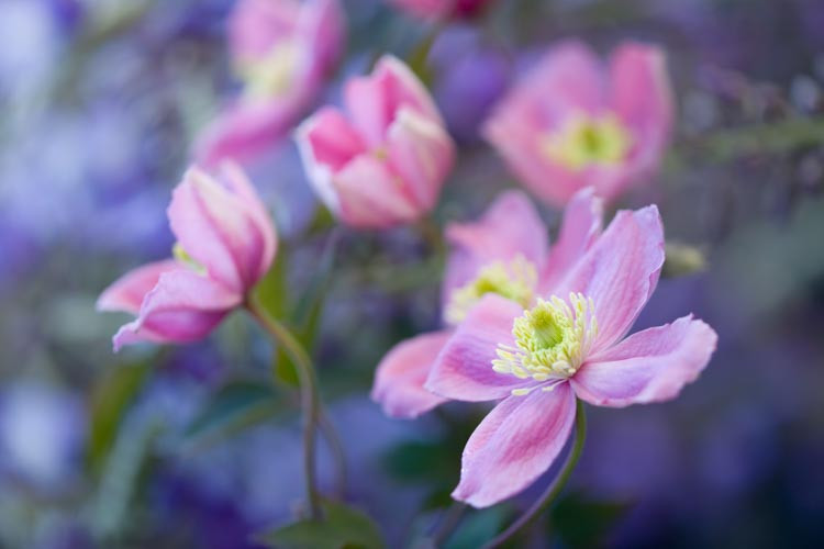 Clematis montana 'Rubens', Montana Clematis, Pink Clematis, group 1 clematis, fragrant clematis, scented clematis, Clematis montana var Rubens, disease resistant clematis