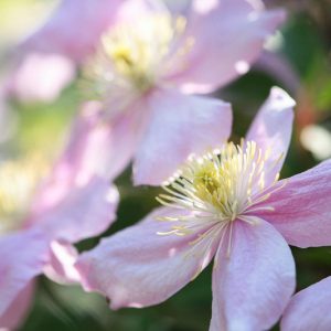 Clematis montana 'Fragrant Spring', Montana Clematis, Pink Clematis, group 1 clematis, fragrant clematis, scented clematis, Clematis montana var Rubens, disease resistant clematis