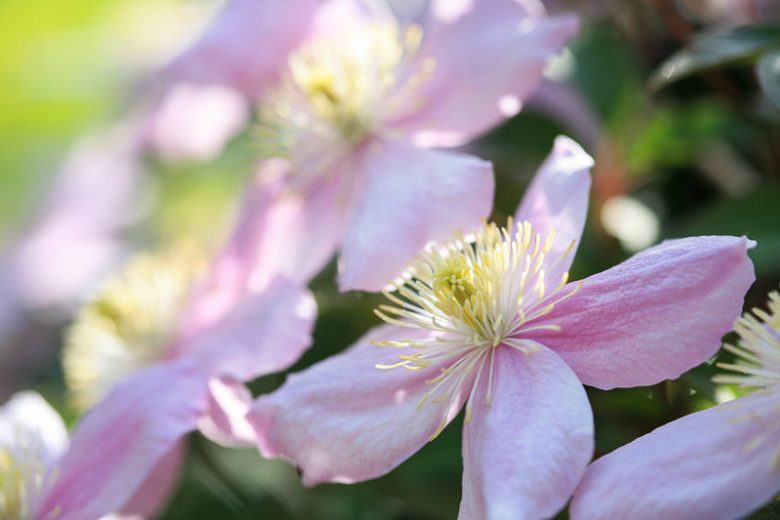 Clematis montana 'Fragrant Spring', Montana Clematis, Pink Clematis, group 1 clematis, fragrant clematis, scented clematis, Clematis montana var Rubens, disease resistant clematis