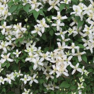 Clematis montana var. wilsonii, Montana Clematis, White Clematis, group 1 clematis, fragrant clematis, scented clematis, Wilson's Himalayan Clematis, Clematis montana 'Wilsonii Sprague', Clematis repens Veitch