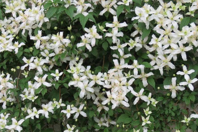 Clematis montana var. wilsonii, Montana Clematis, White Clematis, group 1 clematis, fragrant clematis, scented clematis, Wilson's Himalayan Clematis, Clematis montana 'Wilsonii Sprague', Clematis repens Veitch