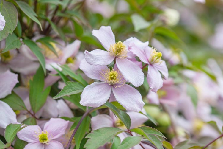 Clematis montana var. rubens 'Pink Perfection', Clematis 'Pink Perfection', group 1 clematis, fragrant clematis, scented clematis, Clematis montana Rubens, Pink clematis, disease resistant clematis