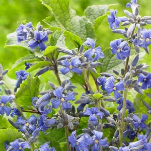 Clematis New Love, New Love Clematis, Clematis heracleifolia 'New Love', Clematis heracleifolia var. davidiana 'New Love', group 3 clematis, Blue clematis, blue clematis, Clematis Vine, Clematis Plant, Flower Vines