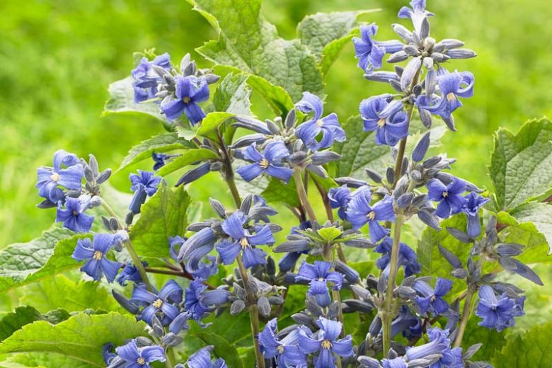 Clematis New Love, New Love Clematis, Clematis heracleifolia 'New Love', Clematis heracleifolia var. davidiana 'New Love', group 3 clematis, Blue clematis, blue clematis, Clematis Vine, Clematis Plant, Flower Vines